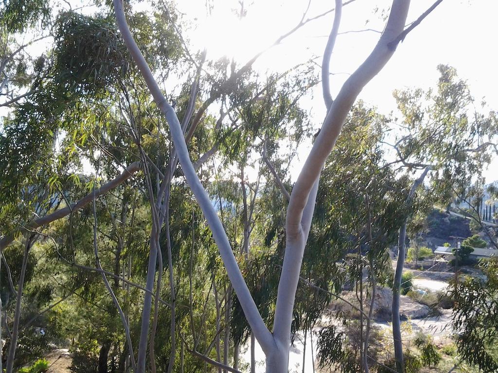 Rainbow Guest House Fallbrook Extérieur photo